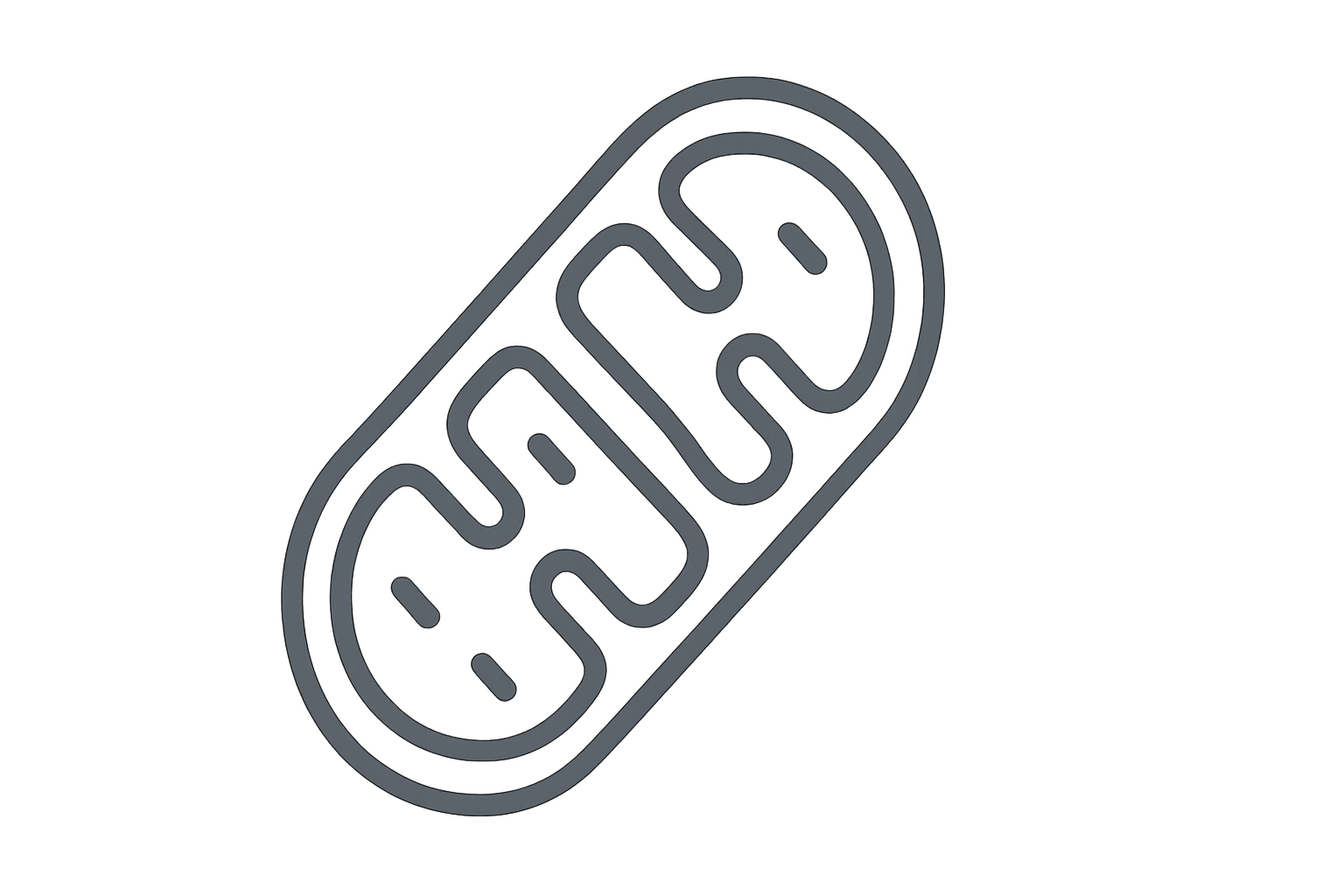Simple mitochondria with internal structures, outlined in charcoal grey