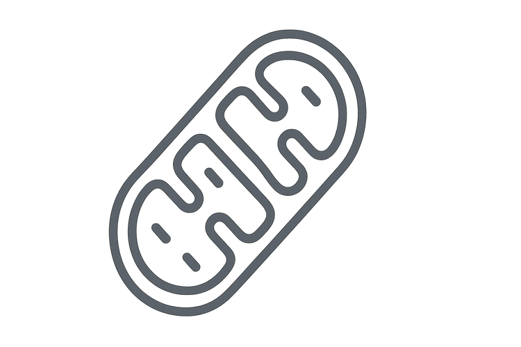 Simple mitochondria with internal structures, outlined in charcoal grey